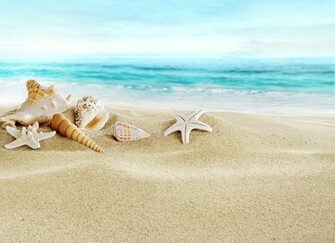 Seashells Sand Beach Sea Wallpaper Photos