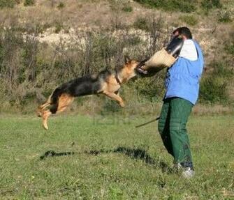 German Shepherd Attack Owner Wallpaper