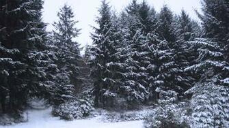 Wallpaper 1080p Frozen Forest By Iamsointense