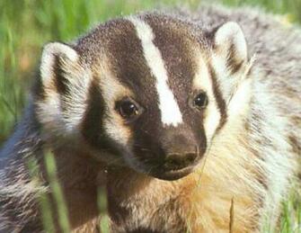 Badgers Wallpaper