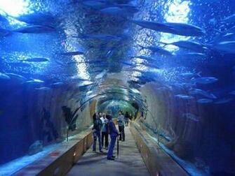 Full HD 3d Aquarium Wallpaper