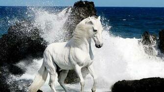 Horses HD Wallpaper In For Your Desktop