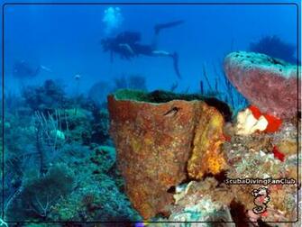Scuba Diving Wallpaper