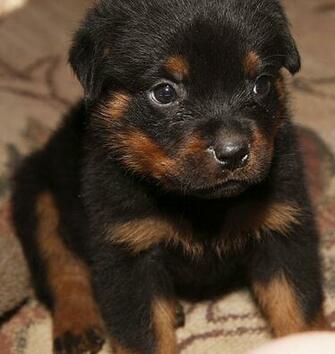 Rottweiler Puppy Wallpaper