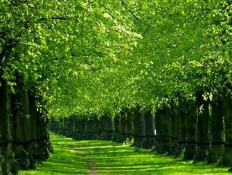 Trees Green Nature HD Wallpaper 3d Desktop