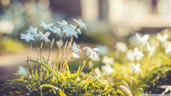 Background Spring Wallpaper