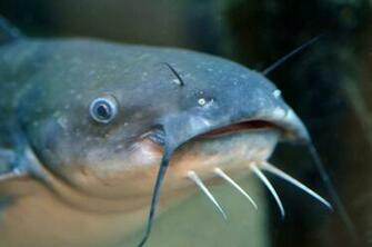 Blue Catfish Wallpaper