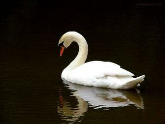 White Swan Desktop Wallpaper