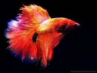 Betta Fish Background
