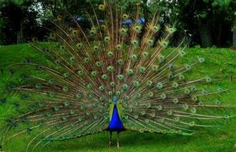 Peafowl Computer Wallpaper Desktop Background
