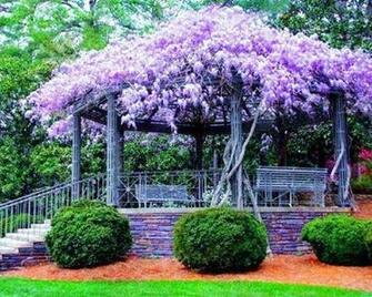 Gazebo With Purple Wisteria Hq Wallpaper