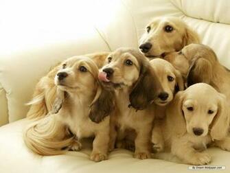 Mini Dachshund Wallpaper Dogs