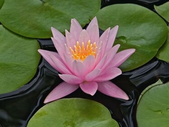 Wallpaper Water Lily