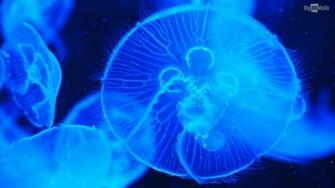 Sea Creatures Wallpaper