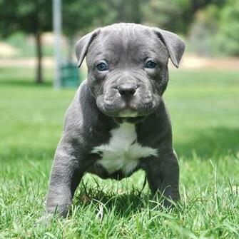 Pitbull Puppies Available Now