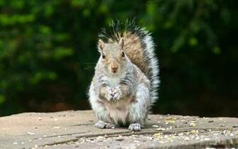 Animal Squirrel Background Wallpaper Fondo HD