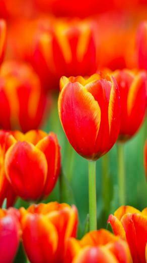 Beautiful Tulips iPhone Wallpaper HD For