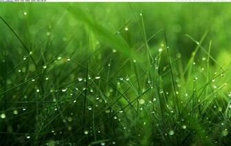 Wallpaper Dew Grass HD Widescreen