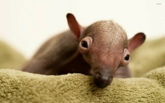 Anteater Wallpaper Animal