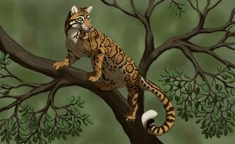 Clouded Leopard Wallpaper