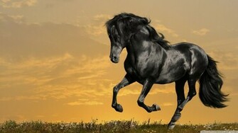 Black Horse Computer Portrait Best Photography Wallpaper