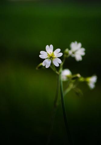 Macro Pictures HD Image