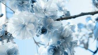 Beautiful Winter Flowers Wallpaper High Definition Quality