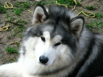 Alaskan Malamute Gizmo Photo And Wallpaper Beautiful