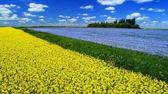 Flowering Canola Field With Flax In The Background And A Sky Filled