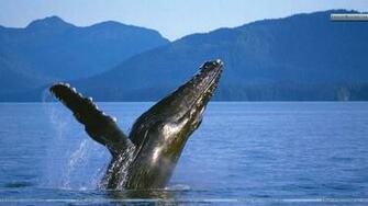 Humpback Whale Alaska