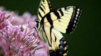 Yellow Butterfly Wallpaper