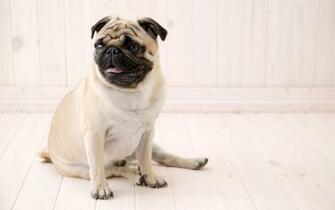 All Wallpaper Pug Dog HD