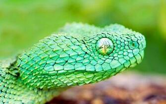 Cool Snake Wallpaper For