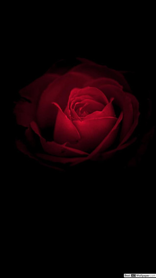 Black Roses iPhone Wallpaper On