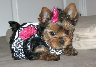 Yorkie And Yorkshire Terrier