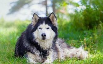 Dog Wallpaper Noble Husky Dogperday Cute Puppy Pictures