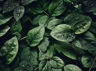 Wet Green Leaves Wallpaper