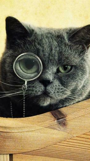 Cat Your Screen Resolution To Click On Black Wear Glasses