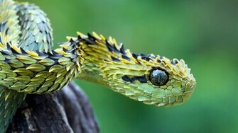 Snake Macro Photography Wallpaper Pics With