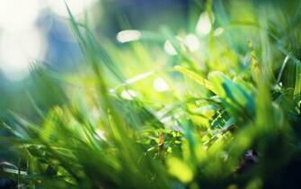 Wallpaper Bokeh Grass Macbook Mac Retina