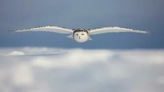 On July By Admin Comments Off White Winter Owl Wallpaper
