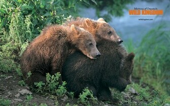 Brown Bears Wallpaper Stock Photos