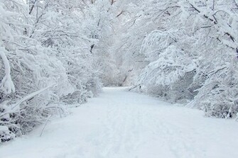 Snow Trees Forest Wallpaper Desktop
