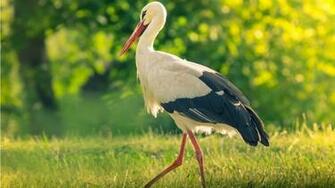 Storks Bird Summer Wallpaper