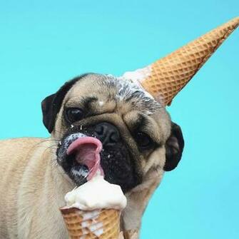 Doug The Pug Home