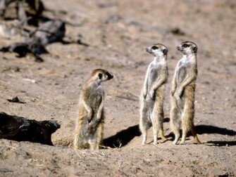 Meerkats Wallpaper Fun Animals Wiki Videos Pictures Stories