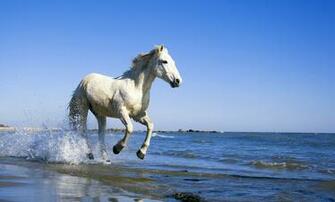 Horses On The Beach Wallpaper