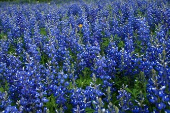 Bluebonnet Sea By Vvvfotoguy