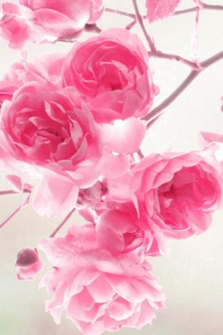 Earth Rose