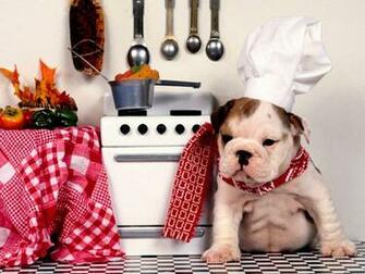 Here The HD Desktop Wallpaper About English Bulldog Puppies